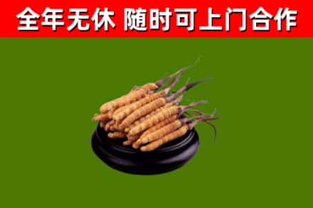 榕江回收散虫草
