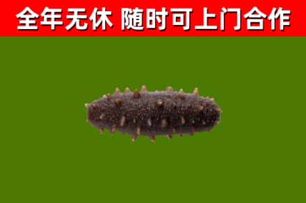 榕江回收海参干